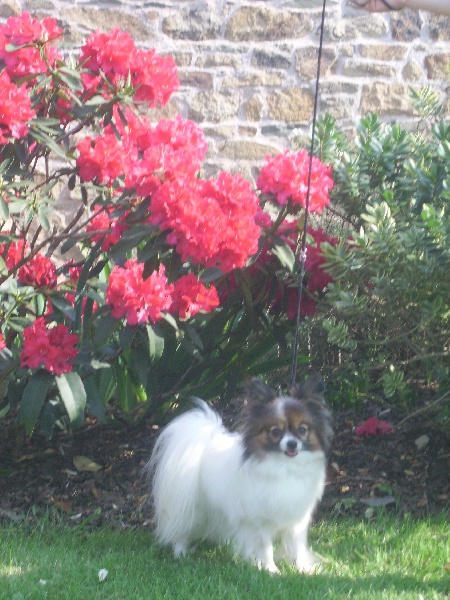 Papyrus (Sans Affixe)